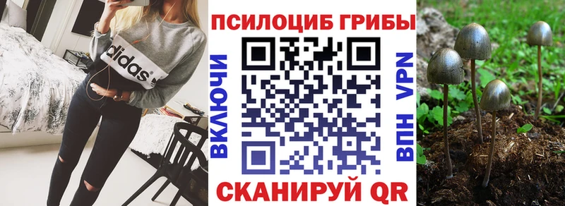 Купить  Зуевка  Галлюциногенные грибы Psilocybine cubensis 